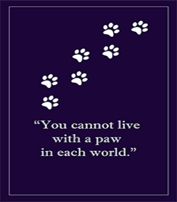 paw quote